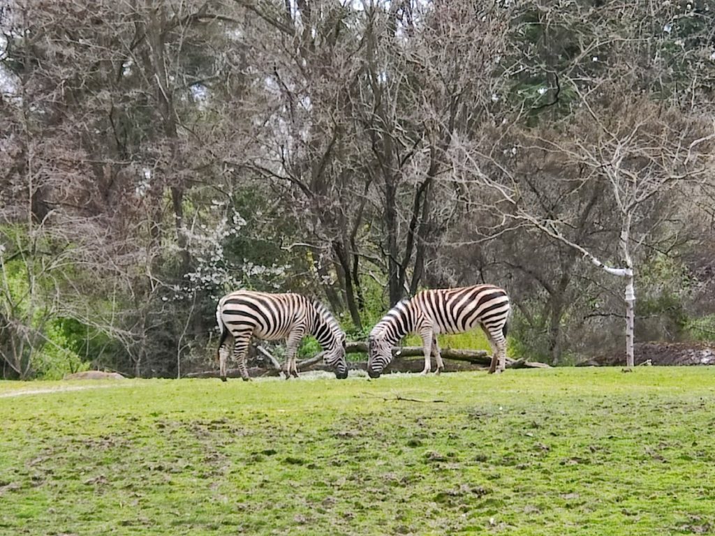 A pair of zebras, grazing.  They are facing in opposite directions with their heads nearly touching.