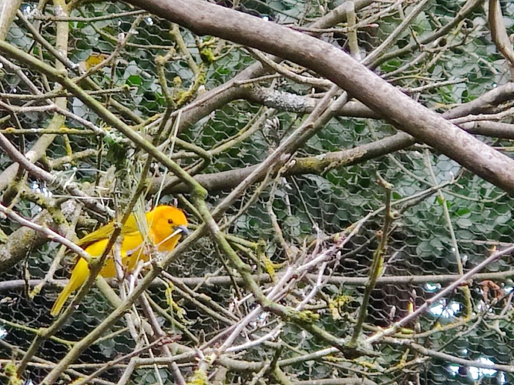 A small, bright yellow bird with a twig in its beak, working on the beginnings of a new nest.