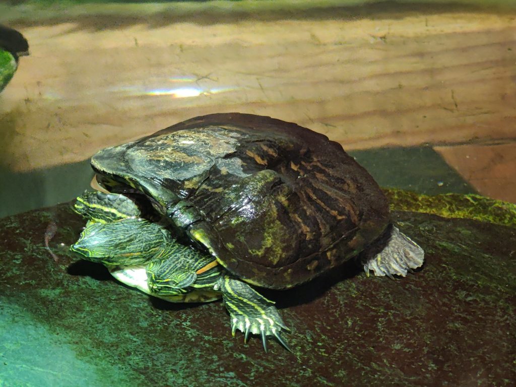 Two-headed turtle