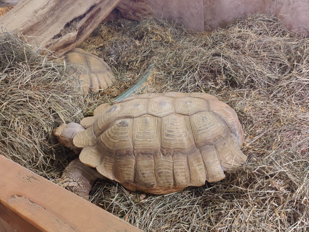 The big tortoises, in open enclosures so visitors can pet their shells