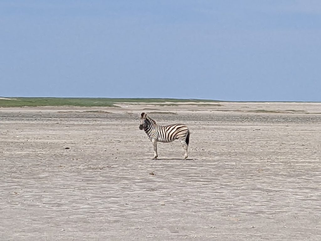 A lone zebra standing in the distance, looking toward the camera.