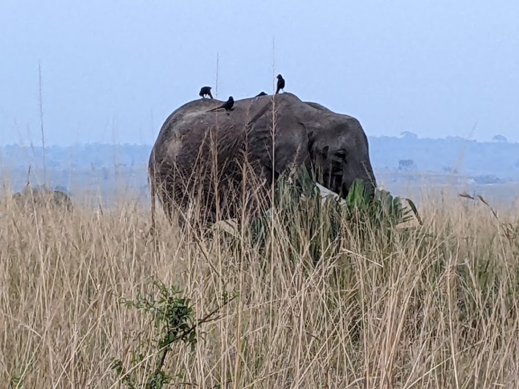 An elephant with four birds (one mostly hidden) on its back.
