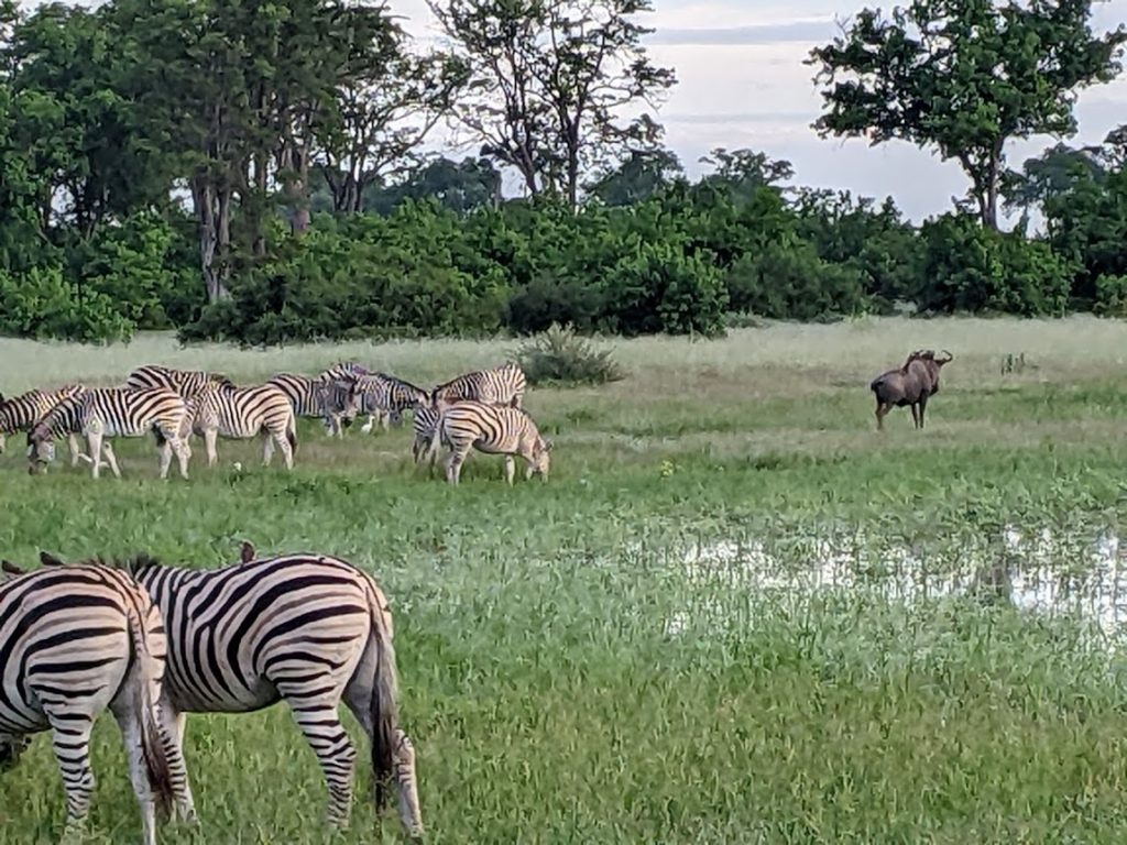 A herd of zebras in the left-hand half of the picture; their lone wildebeest is standing guard on the right