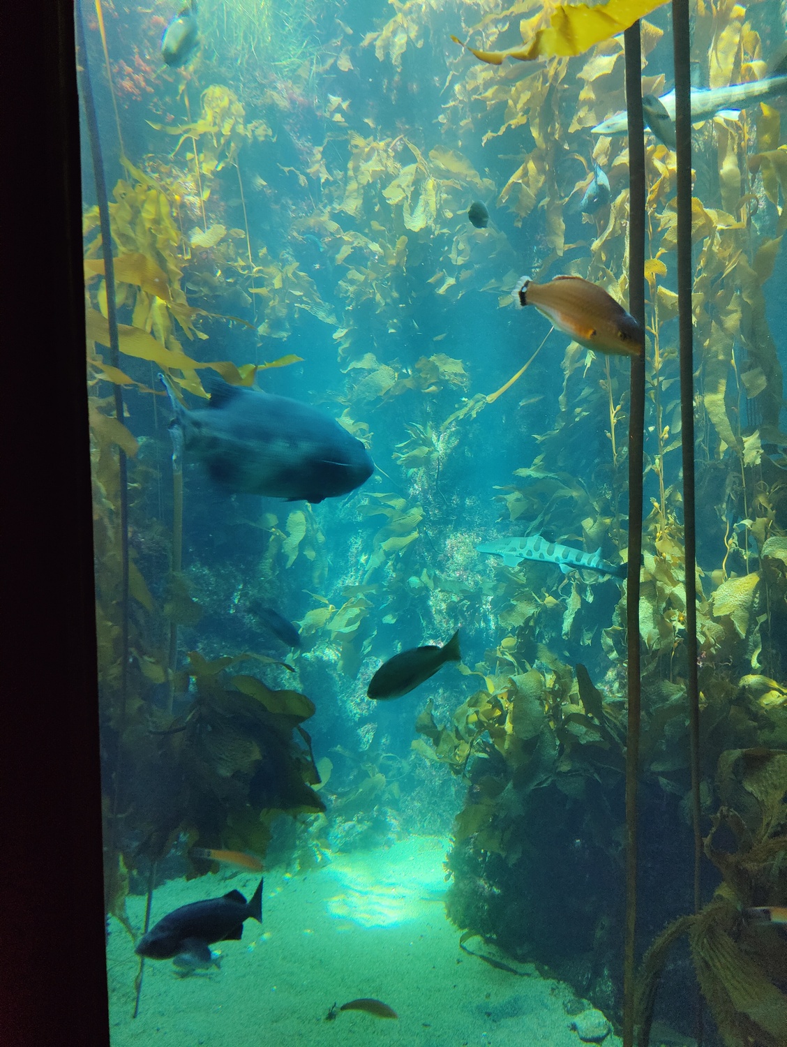 Bonus Post – Monterey Bay Aquarium